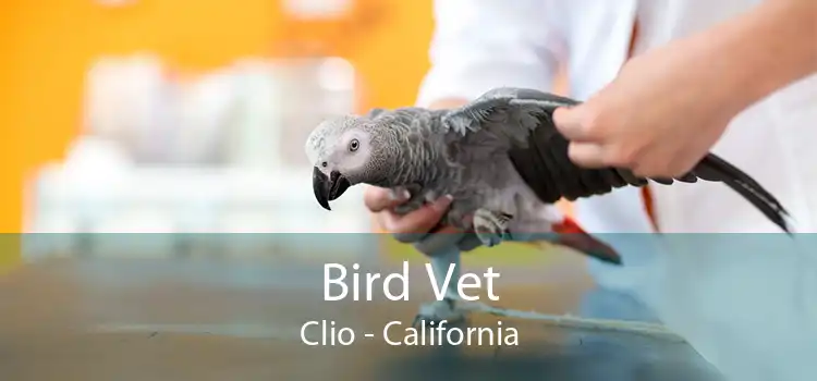 Bird Vet Clio - California