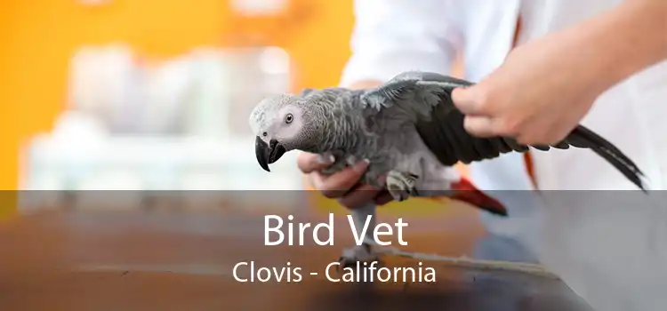 Bird Vet Clovis - California