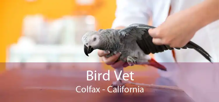 Bird Vet Colfax - California