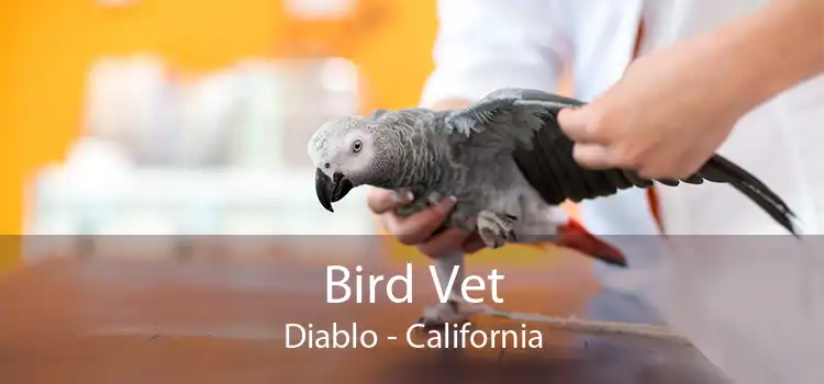 Bird Vet Diablo - California