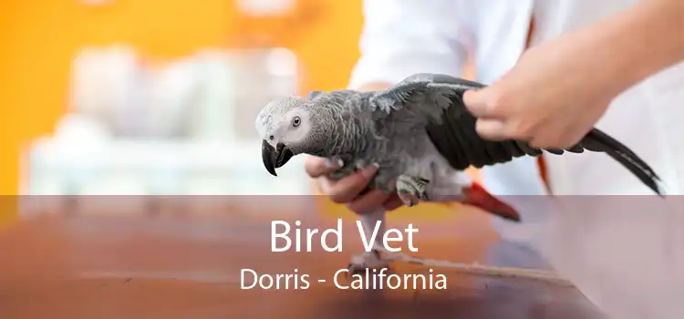 Bird Vet Dorris - California