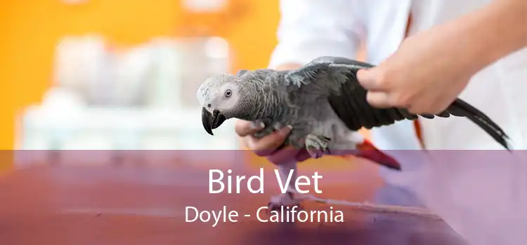 Bird Vet Doyle - California