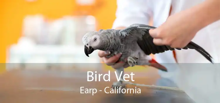 Bird Vet Earp - California