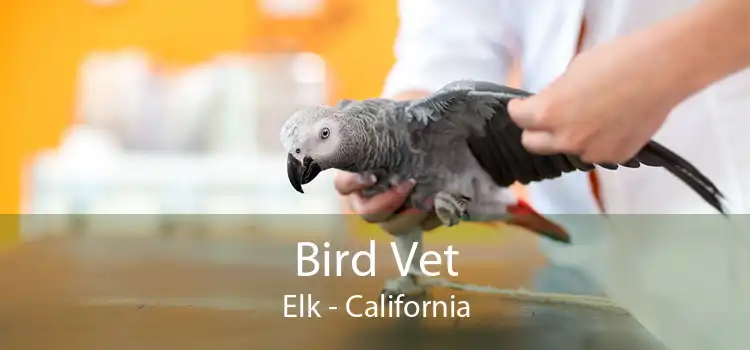 Bird Vet Elk - California