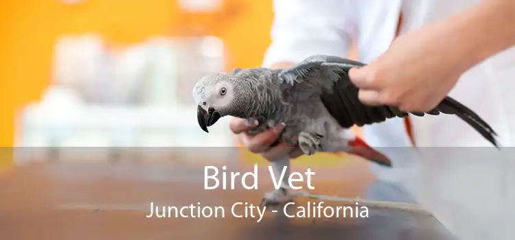 Bird Vet Junction City - California