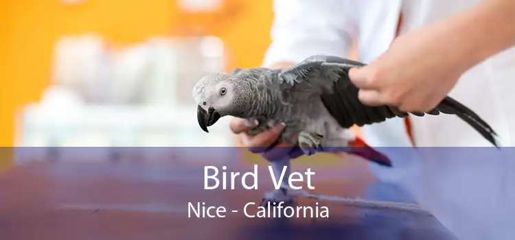 Bird Vet Nice - California