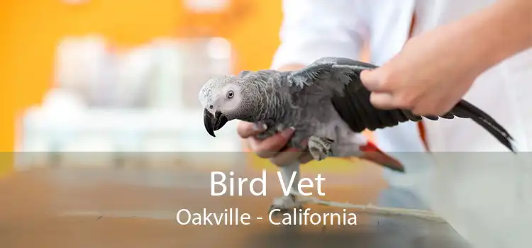 Bird Vet Oakville - California