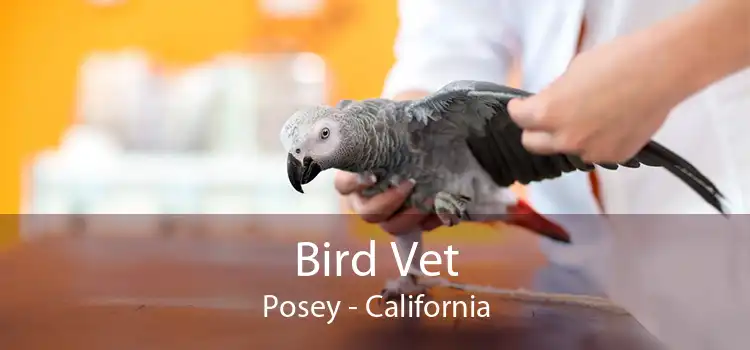 Bird Vet Posey - California