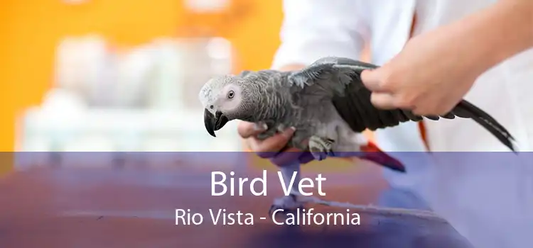 Bird Vet Rio Vista - California