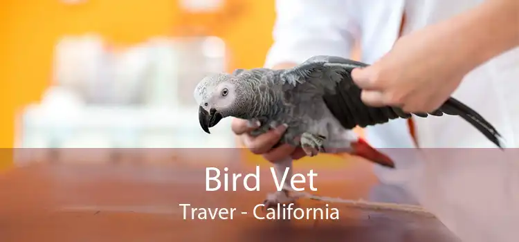 Bird Vet Traver - California