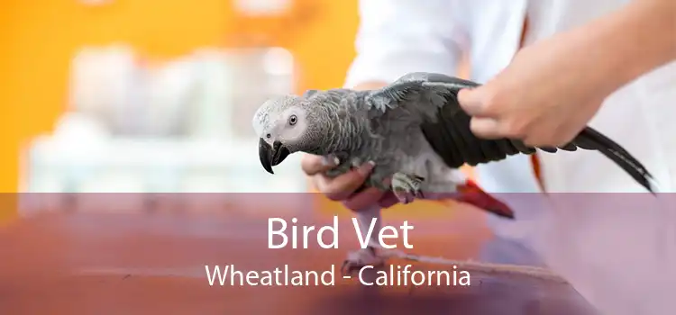 Bird Vet Wheatland - California