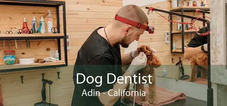 Dog Dentist Adin - California