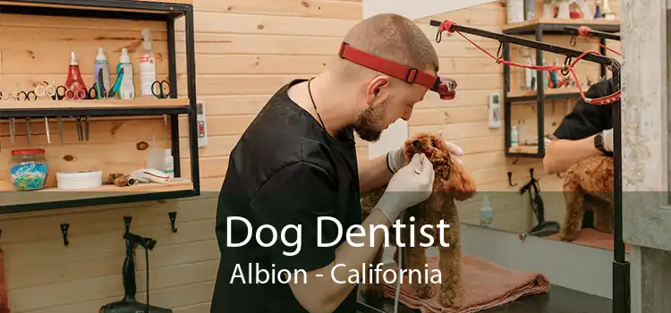 Dog Dentist Albion - California