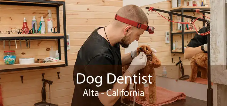 Dog Dentist Alta - California