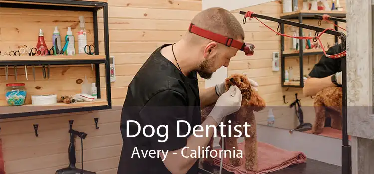 Dog Dentist Avery - California