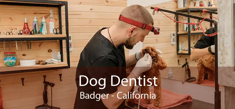 Dog Dentist Badger - California
