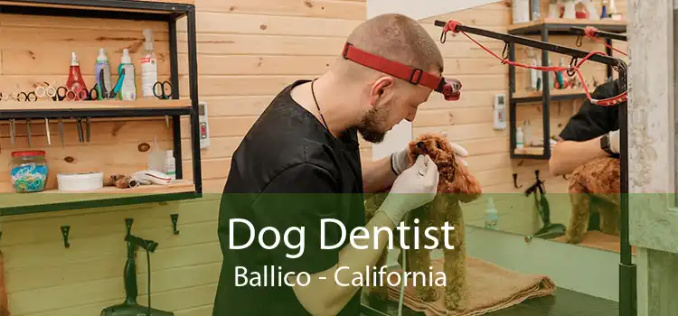 Dog Dentist Ballico - California