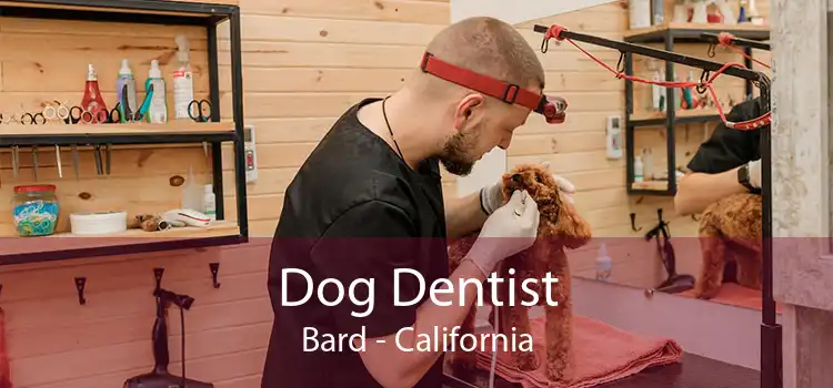 Dog Dentist Bard - California