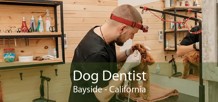Dog Dentist Bayside - California