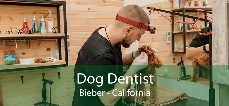 Dog Dentist Bieber - California