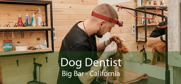Dog Dentist Big Bar - California