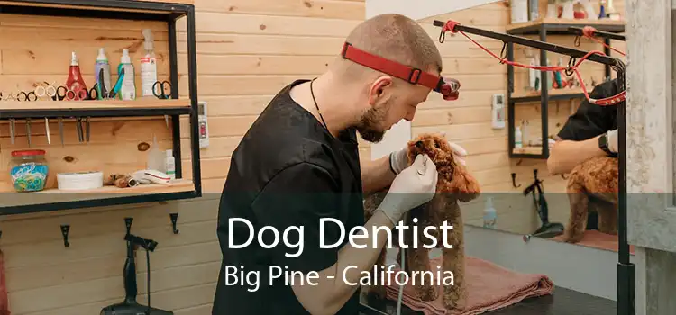 Dog Dentist Big Pine - California