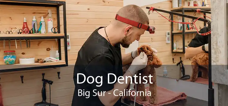 Dog Dentist Big Sur - California