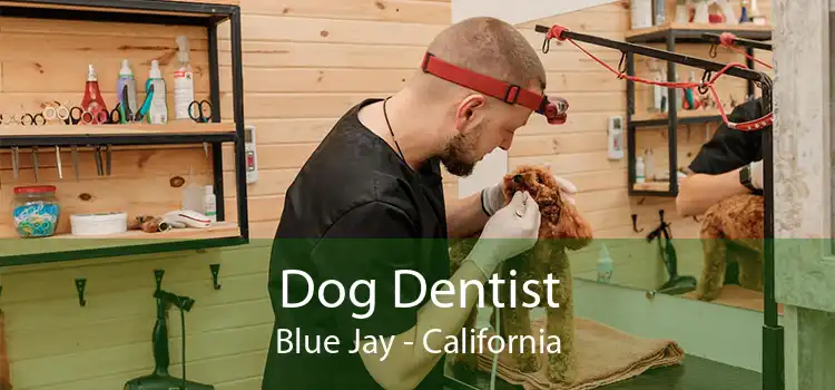 Dog Dentist Blue Jay - California