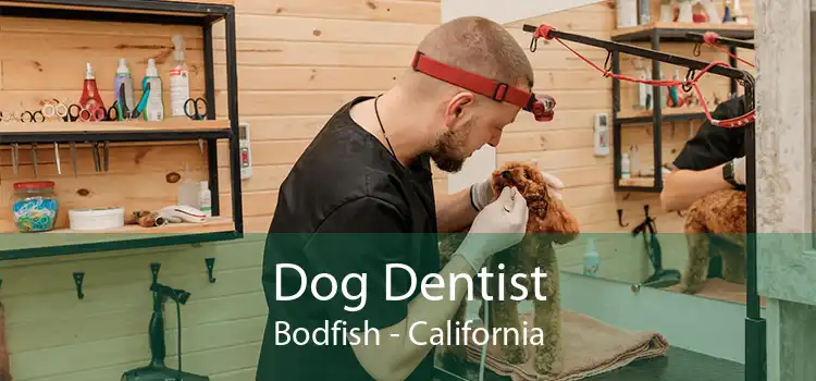 Dog Dentist Bodfish - California