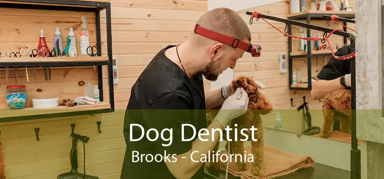 Dog Dentist Brooks - California