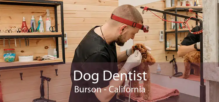 Dog Dentist Burson - California