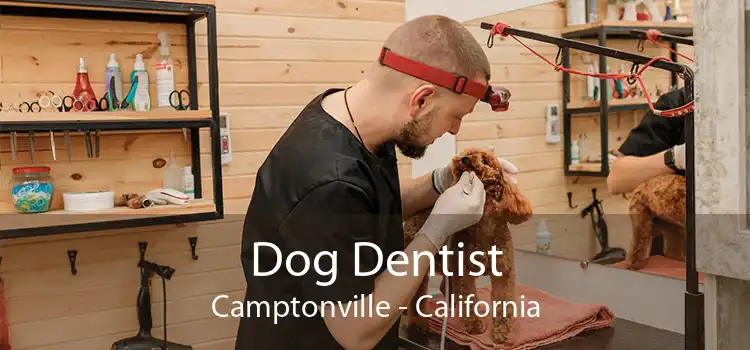 Dog Dentist Camptonville - California