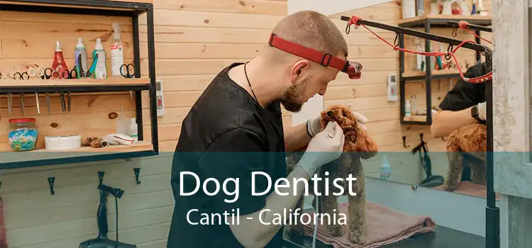 Dog Dentist Cantil - California