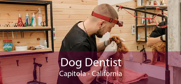 Dog Dentist Capitola - California