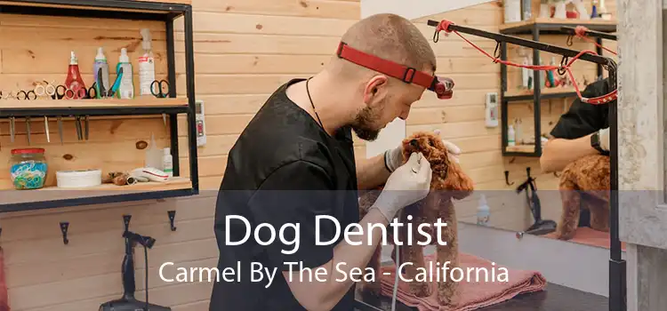 Dog Dentist Carmel By The Sea - California