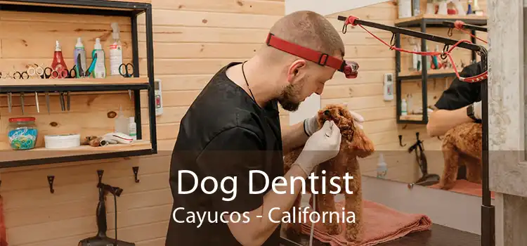 Dog Dentist Cayucos - California