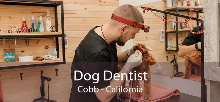 Dog Dentist Cobb - California