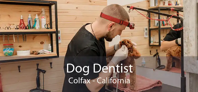 Dog Dentist Colfax - California