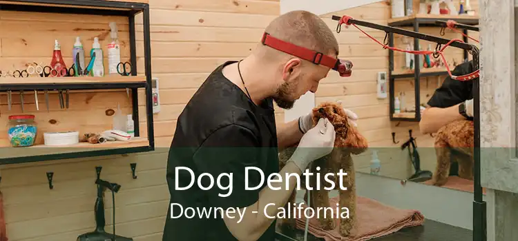 Dog Dentist Downey - California