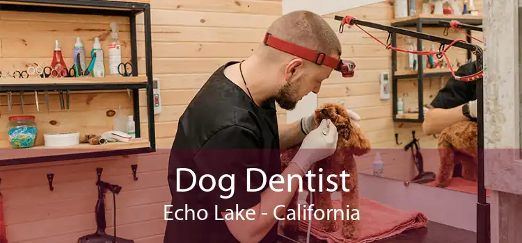 Dog Dentist Echo Lake - California