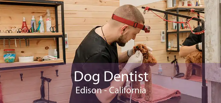 Dog Dentist Edison - California