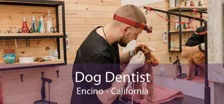 Dog Dentist Encino - California