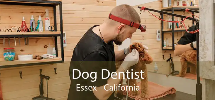 Dog Dentist Essex - California