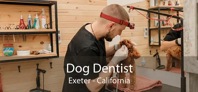 Dog Dentist Exeter - California