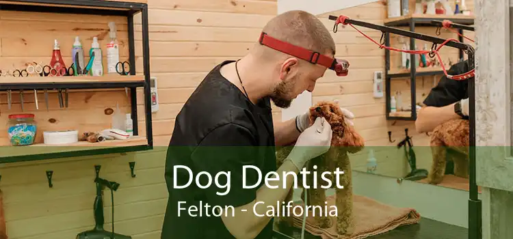 Dog Dentist Felton - California