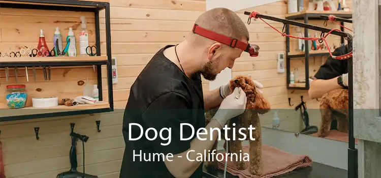 Dog Dentist Hume - California