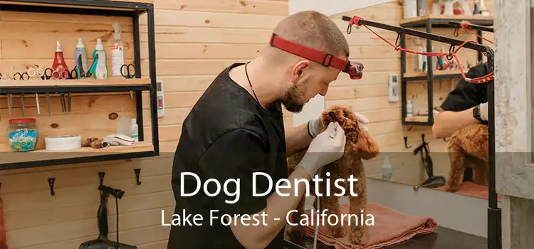 Dog Dentist Lake Forest - California