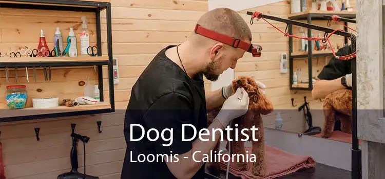 Dog Dentist Loomis - California