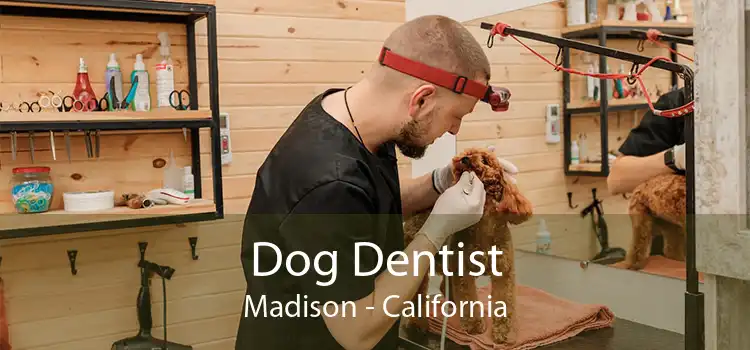 Dog Dentist Madison - California