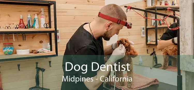 Dog Dentist Midpines - California